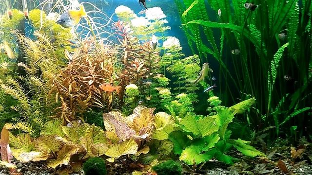 Природный аквариум на 300 литров. Музыкальное сопровождение.