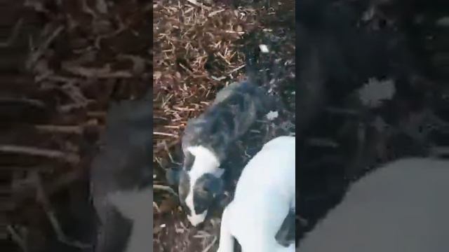 Щенки бультерьера продажа Bullterrier puppy for sale