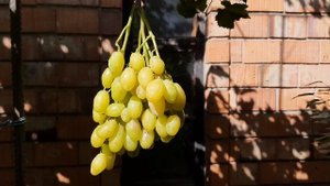 Виноград Бананас