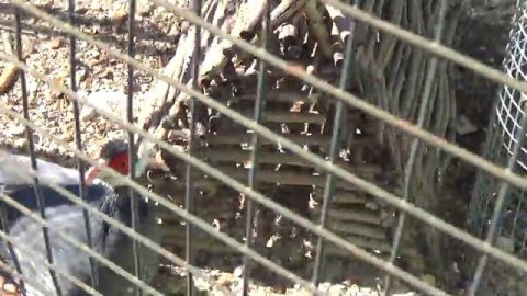 ВЛОГ//Парк ЖИВОЙ природы ДОДО//Зоопарк ДОДО//Новороссийск/Анапа/Натухаевская