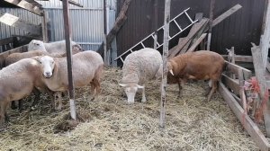 разные линии катумских овец