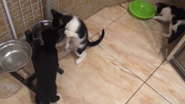 Котята отогнали собаку от миски смотреть онлайн