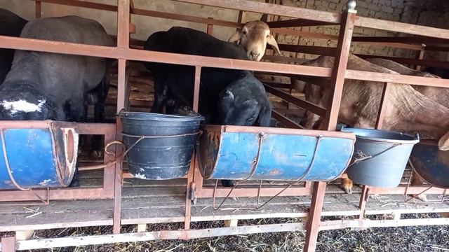 КУЙ БОКИШДАН ОЛДИН ШУ ВИДЕОНИ КУРИНГ АРЗОН УСЛУБДА КУЙХОНА КУРИШ смотреть онлайн