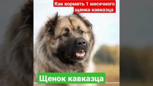 Как кормить одномесячного щенка Кавказской авчарки