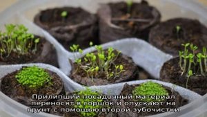 Как вырастить петунию из семян в домашних условиях: посев на рассаду, уход, пересадка в открытый г.