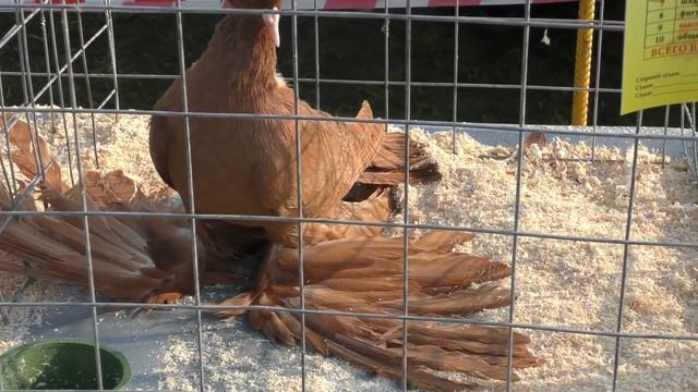 20.10.19. Курганинск Голуби представленные на оценку. Kurganinsk Pigeons submitted for assessment. смотреть онлайн