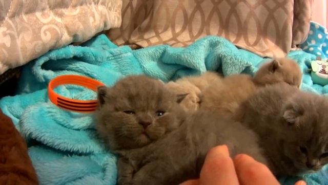 Милые Котята ПЕРВЫЙ РАЗ гуляют. Умилительное видео. . смотреть онлайн