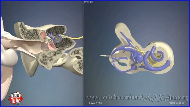 Внутреннее ухо | 3D Анатомия человека | Внутренние органы