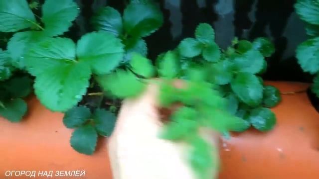 КЛУБНИКА В ТРУБАХ.ВЫРАЩИВАНИЕ КЛУБНИКИ.