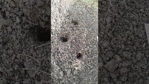 Посадка посев Бобов Велена для получения семян. Бобы сорт Велена.