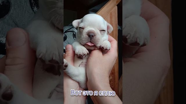 #мимилашка