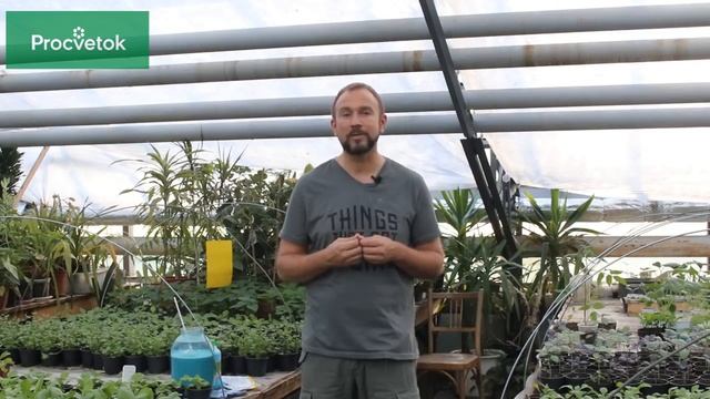 Медный купорос в садоводстве, бордосская жидкость, азофос. Обработка от мучнистой росы смотреть онлайн