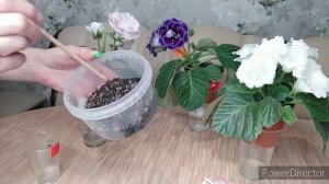 УКОРЕНЕНИЕ ГЛОКСИНИИ,ЦВЕТОНОСАМИ