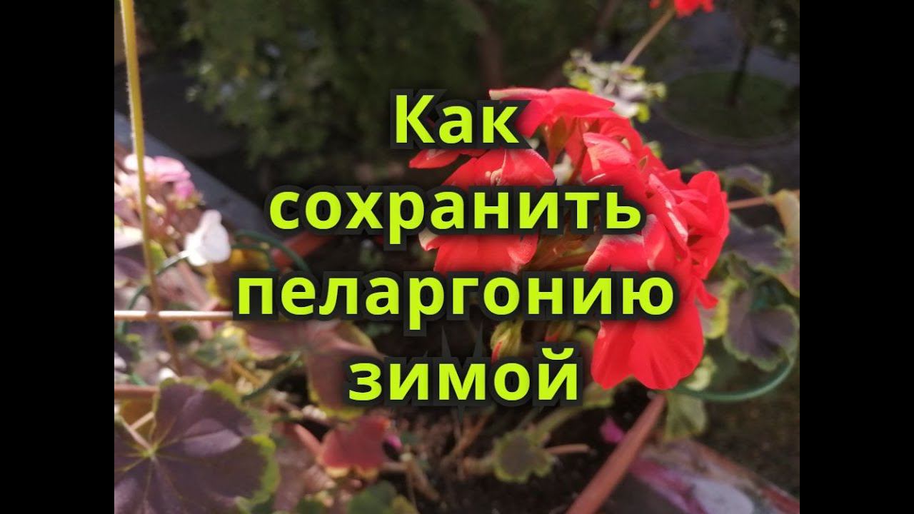 Как сохранить пеларгонию до весны? Черенкование пеларгоний осенью.