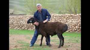 Бараны производители в племенном кооперативе "Дилшод Б". Республика Таджикистан