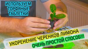 Укоренение черенков лимона. Используем торфяные таблетки. Очень просто!!!