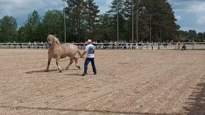 Иппосфера 2022. Первый день. Парад пород.