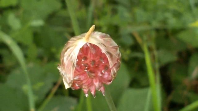 Allium vineale (Aglio pippolino) medicinal plant смотреть онлайн