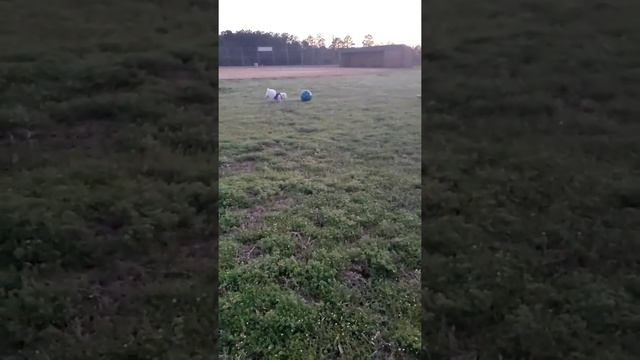 Kya and Cookie Soccer Fun on St.Patricks Day смотреть онлайн