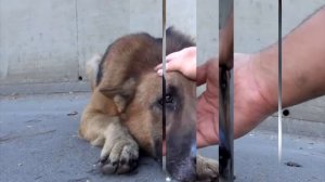 Он просто погладил собаку, бездомный пес лег и заплакал