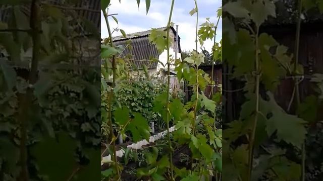 Самая дешёвая шпалера для винограда. смотреть онлайн