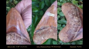 Продажа зубов акулы мегалодона.