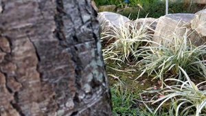 ? Красивое прибрежное растение для высадки около пруда - Осока - Жабуран