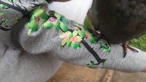 Приручили дикого голубя