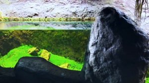 Аквариум-ручей в Океанариуме Крокус.