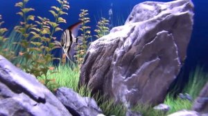 Dream Aquarium (живые обои,скринсейвер)