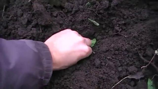 Как на зиму сажать чеснок Сад и огород выпуск 078 смотреть онлайн