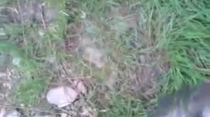 ловля подуста на речке уж 1 часть