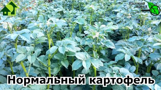 СРОЧНО! ЭТОТ СИМПТОМ ОСТАВИТ ВАС БЕЗ УРОЖАЯ КАРТОФЕЛЯ! Осмотрите свой картофель и примите меры!