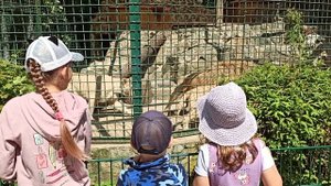 Как кормят львов в зоопарке