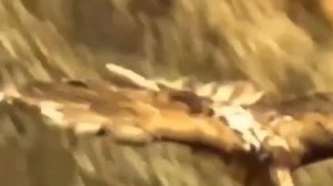 Михаил Артемьевич Кузнецов -  Орел и Леопард #михаилартемьевичкузнецов