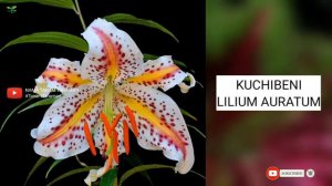 BUNGA LILY Part 2 | LILIUM VARIETIES | Plant id | Nama Tanaman | Tanaman Berbunga | Indoor | Outdoo