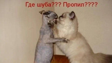 Смешные моменты / Кошечки
