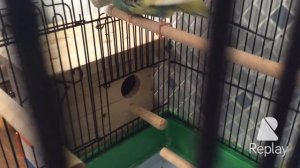 Волнистые попугайчики.Подготовка к ГНЕЗДОВАНИЮ! BUDGIES# Этап первый, ждем появления первого яичка