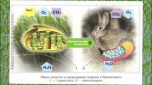 Биология 10 кл Проф уровень $2 Разнообразие биологических систем и процессов
