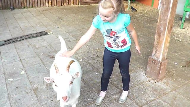 Козлятушки - ребятушки. Ручные козлята. Дети в зоопарке гладят козлят смотреть онлайн