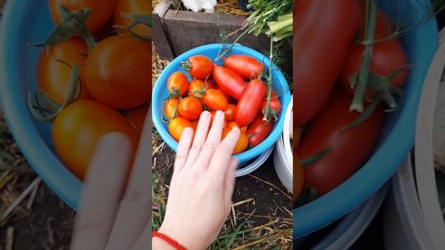 Борьба с урожаем продолжается!