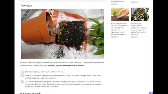 5 ошибок при выращивании цитрусовых, которые мешают получить урожай в домашних условиях смотреть онлайн