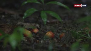 Казуара птица-динозавр_720p.