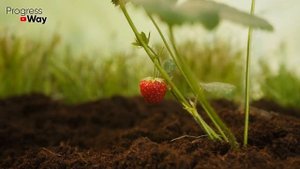 СРОЧНО ДАЙТЕ ЛИМОННУЮ КИСЛОТУ КЛУБНИКЕ! И Готовьте ВЕДРА Для Сбора Большого СЛАДКОГО Урожая!