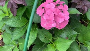 Предварительное укрытие крупнолистной гортензии в Ленинградской области