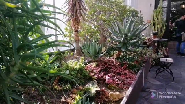 Visiting Talvipuutarha (the Winter Garden) in Helsinki | Finland 💐🇫🇮 смотреть онлайн