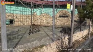 Что творят эти леопарды! А как разговаривают! Тайган. What are these leopards doing! How they talk!