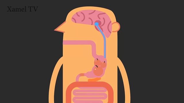 Как ваше тело может узнать что вы сыты? смотреть онлайн