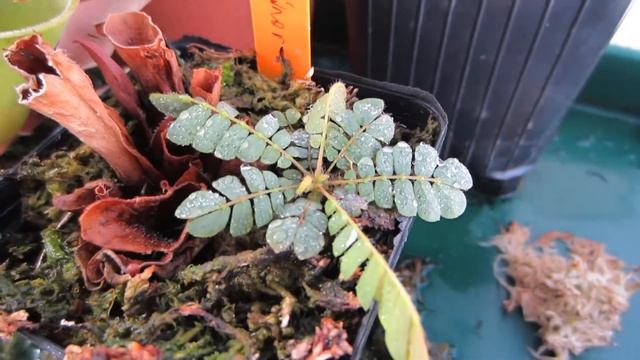 Biophytum sensitivum смотреть онлайн