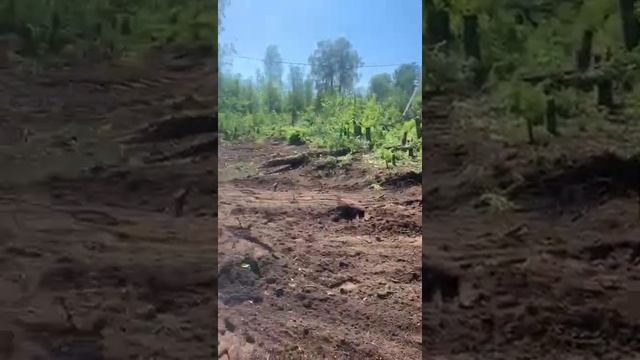 Расчистка территории.mp4